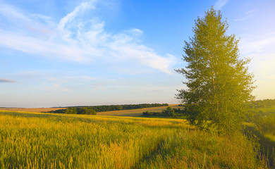 Fototapeta na wymiar Sunny summer country landscape.Fields of ripe wheat,woods and meadows on a background of blue sky and beautiful clouds.Poplars growing on the edge of field illuminated by the warm light of setting sun
