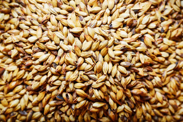 Barley malt - Castel Malting of the type,  used for the production of craft and home beer.