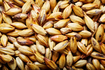 Fototapeta premium Barley malt - Castel Malting of the type, used for the production of craft and home beer.