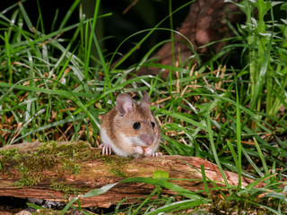 Naklejka na ściany i meble Wood mouse (Apodemus sylvaticus), eat in the grass