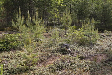Naklejka na ściany i meble young pine trees grow on the old logging site