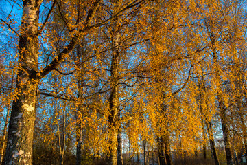 Fototapeta premium birch covered with yellowed leaves