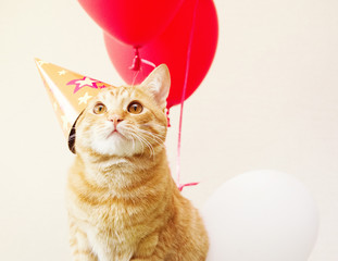 Naklejka premium Czerwony kot w świątecznej nakrętce na tle balony. Urodziny kota.