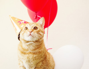 Fototapeta premium Czerwony kot w świątecznej nakrętce na tle balony. Urodziny kota.