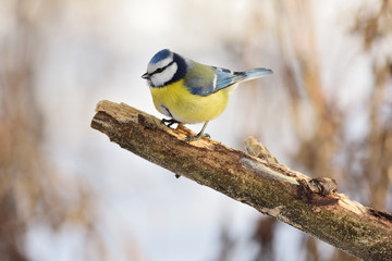 Blue tit sits on a branch without bark.
