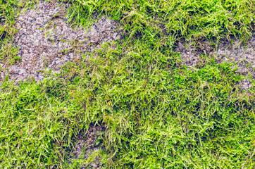 Green moss on gray stone background texture