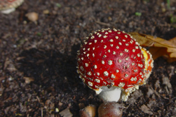 a fly agaric in focus