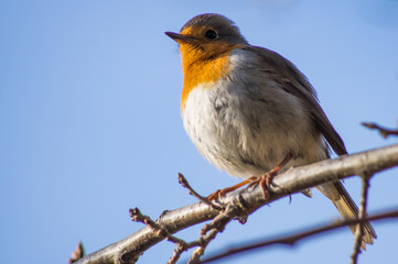 European Robin
