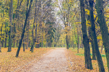 Obraz premium Beautiful autumn park strewn with fallen leaves