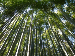 Fototapeta na wymiar Aufstrebender Bambus