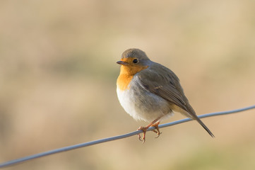 European Robin