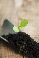 Young Plant Growth in Soil Gardening, Garden Tools. Wooden Background. Rustic Style. Copy space.