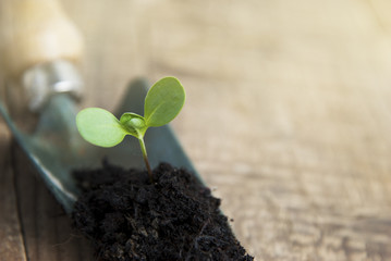 Young Plant Growth in Soil Gardening, Garden Tools. Wooden Background. Rustic Style. Copy space.