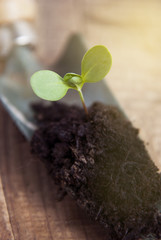 Young Plant Growth in Soil Gardening, Garden Tools. Wooden Background. Rustic Style. Copy space.