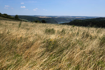 Hohes Gras in den Rheinhöhen oberhalb des Welterbe Oberes Mittelrheintal - Stockfoto