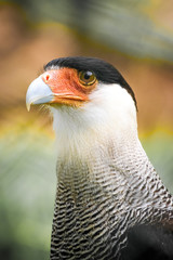 Hawk carcara close-up in portrait format