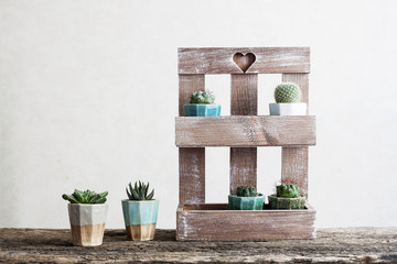 Collection of various cactus and succulent plants in different pots. Potted cactus house plants on white shelf against white wall.