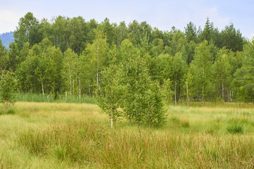 Fototapeta na wymiar Soumarske raseliniste (moor), Sumava national park (Bohemian forest) in Czech Republic