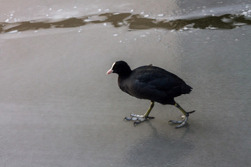 A single coot on the ice, carefully trying to walk and run and not to slip on the icy surface of the frozen river