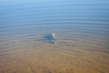 Karpfen schwimmt im flachen Wasser, catch and release