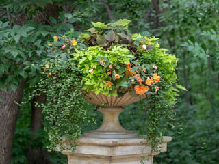 Large vase with flowers on a pedestal in the Park on a background of green foliage