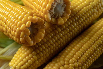 Boiled Corn on corn leaves, with shallow depth of field