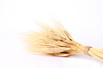 wheat isolated on white. Spikelets, sheaf
