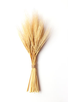 Wheat Isolated On White. Spikelets, Sheaf