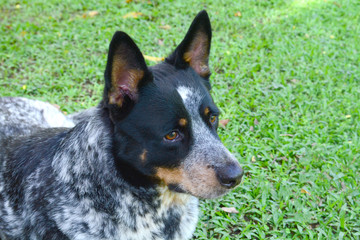 Beautiful Australian Cattle Dog male laying on grass