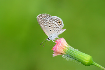Tiny Eastern tailed blue (Cupido comyntas) butterfly feeding on a pink flower