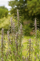 Leonurus cardiaca, known as motherwort, is an herbaceous perennial plant in the mint family, Lamiaceae. Other common names include throw-wort, lion's ear, and lion's tail