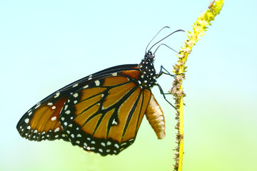 Close up of The Queen Butterfly (Danaus gilippus) perched on a flower stem