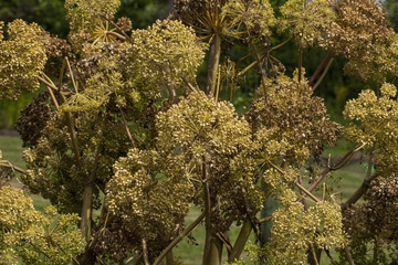 Fototapeta na wymiar Angelica Archangelica - the plant used in culinary, Angelica oil in aromatherapy, pot - pouri.