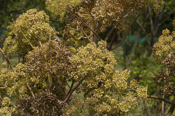 Angelica Archangelica - the plant used in culinary, Angelica oil in aromatherapy, pot - pouri.
