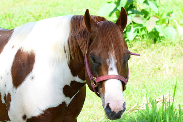 Beautiful Pinto horse close up