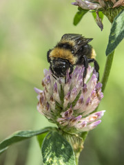 trzmiel