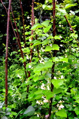 Nice bean flowers in the garden in midsummer, in a sunny day. Green landscape