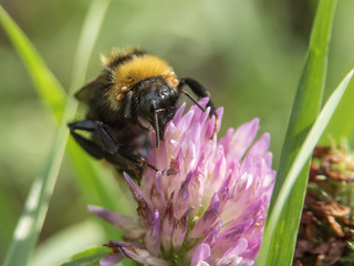 trzmiel