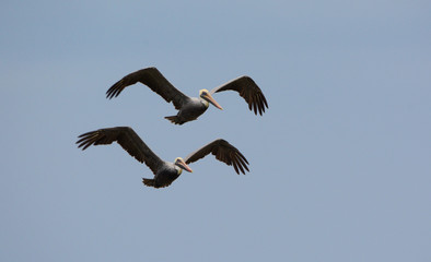 Brown Pelican (Pelecanus occidentalis)