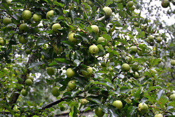 Fruit madness. Small apples in an apple tree in orchard, in early summer