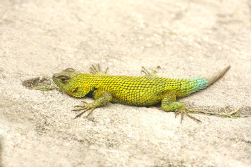 Tiny lizard moving on sandy ground