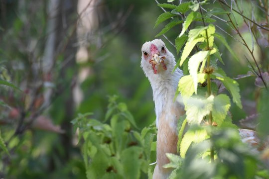 neugieriges Huhn