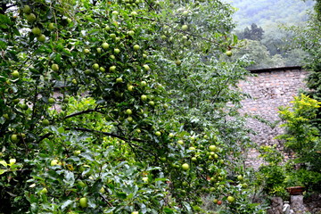 Fruit madness. Small apples in an apple tree in orchard, in early summer
