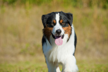 Australian Shepherd läuft auf die Kamera zu