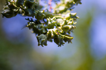 Incense cedar tree Calocedrus decurrens branch close up.
