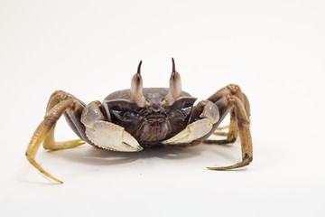 White background Horn-eyed ghost crab Ocypode ceratophthalmus form Phuket Thailand
