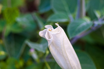 Devil's Trumpet, Datura metel, in the garden, close up.