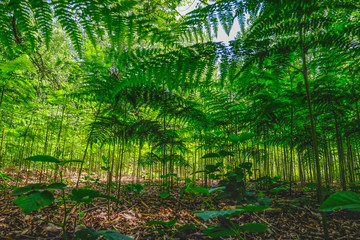 Underneath the ferns