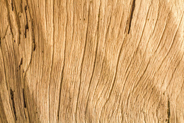 Beautiful wood bark background in the forest from Phuket Thailand.