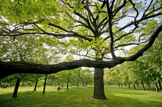 der Baum